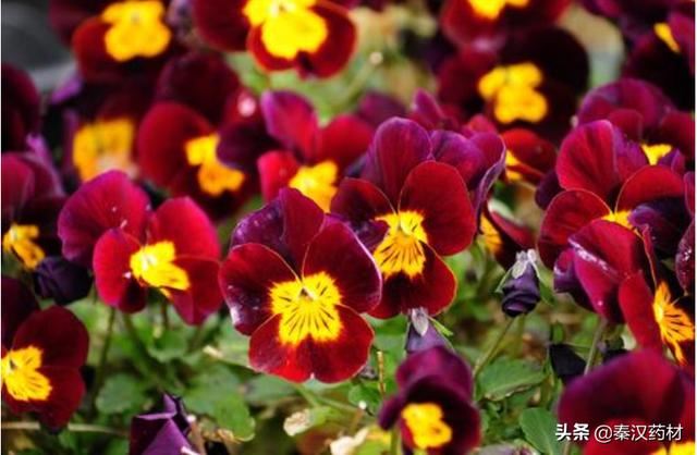 识花草：三色堇