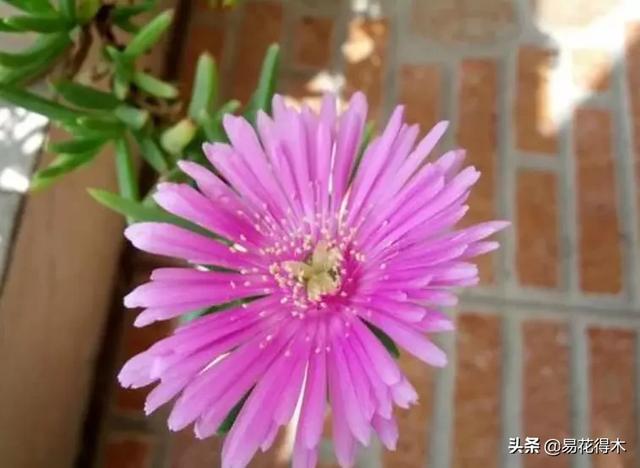 多肉植物｜松叶菊日中花的辨识鉴赏与养护浅谈