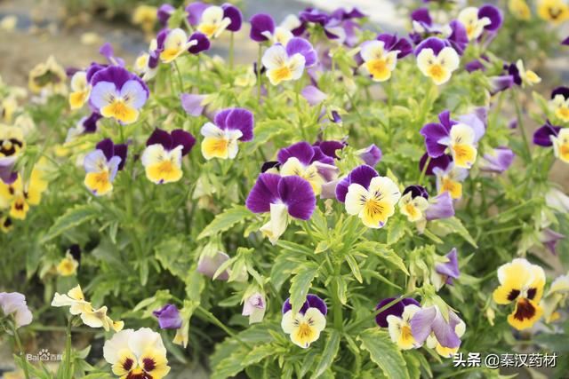 识花草：三色堇