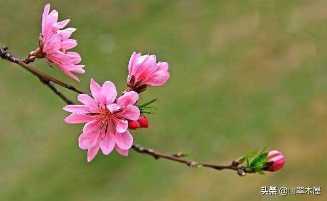 菊花桃，美成了仙