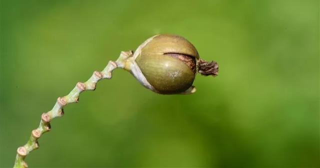 每日植物 | 再力花——素雅别致，水上天堂