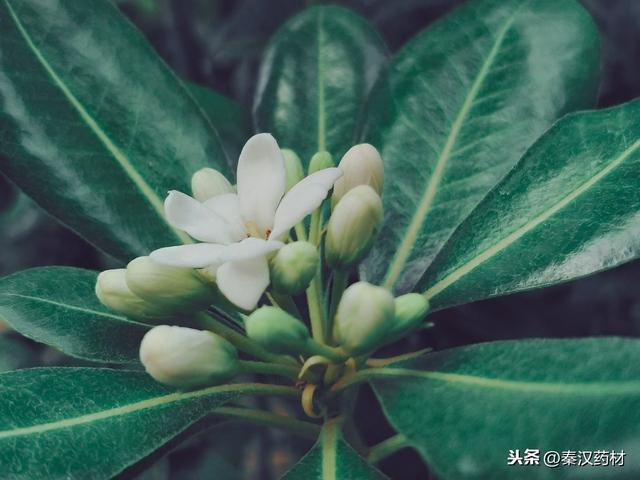 识花认草：海桐