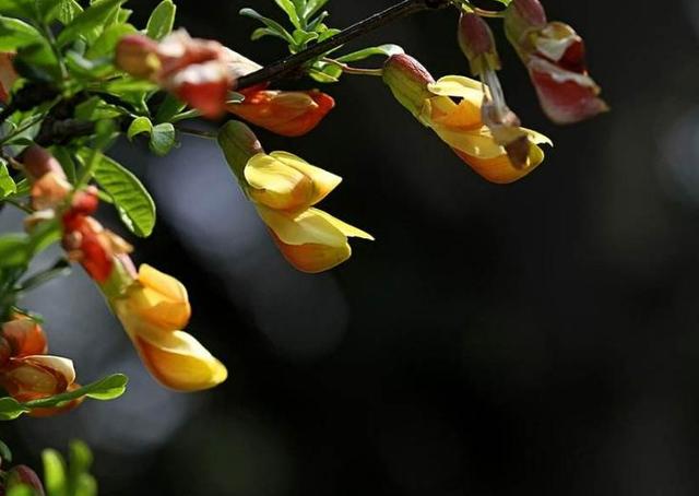 锦鸡儿又名金雀花，谦逊卑下幽雅整洁