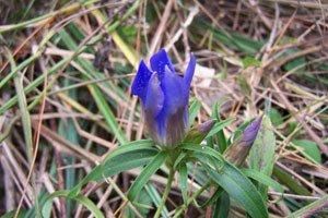 龙胆草，是一种比较罕见的植物，花淡紫红色