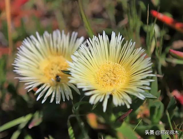 多肉植物｜松叶菊日中花的辨识鉴赏与养护浅谈