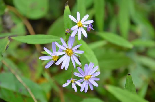 紫菀生于低山阴坡湿地、山顶和低山草地，花舌片蓝紫色