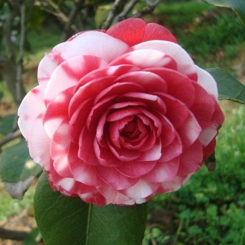 茶花是中国传统名花，世界名花之一，来看看有没有你喜欢的品种！