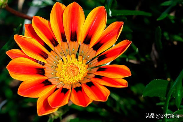 每日春花|扶郎花：更无柳絮倚风起，惟有扶郎向日倾