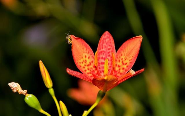 射干似蝶非蝶个性美，诚实中幸福逐渐到来