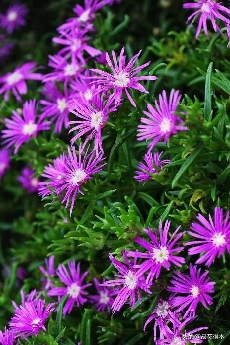 多肉植物｜松叶菊日中花的辨识鉴赏与养护浅谈