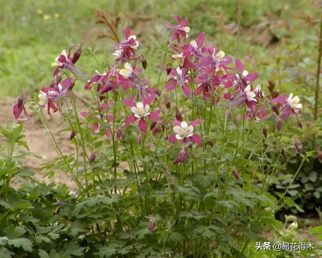 耧斗菜的鉴赏养护｜寻常巷陌，田野小草，娇艳不让名花