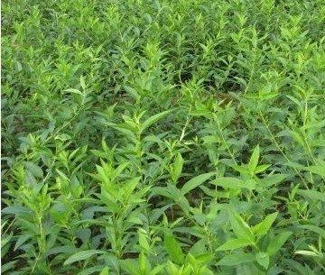 连翘早春开花，花开香气淡艳，满枝金黄，艳丽可爱