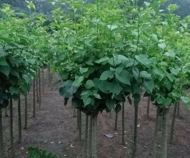 丁香，别名紫丁香，长江以北各庭园普遍栽培，花冠紫红色