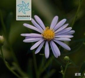 紫菀生于低山阴坡湿地、山顶和低山草地，花舌片蓝紫色