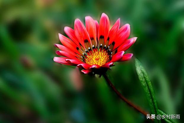 每日春花|扶郎花：更无柳絮倚风起，惟有扶郎向日倾