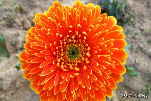 每日春花|扶郎花：更无柳絮倚风起，惟有扶郎向日倾