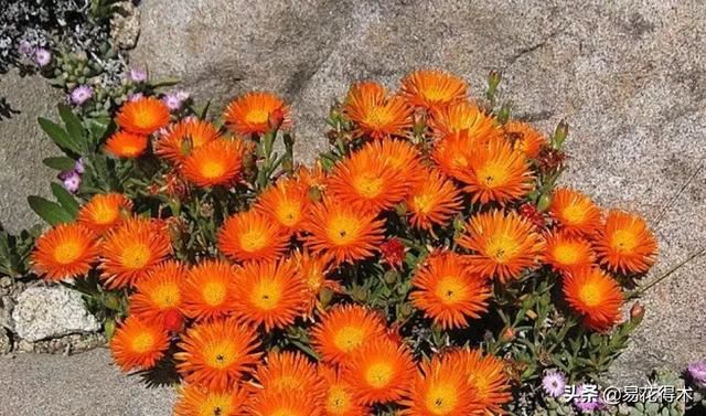 多肉植物｜松叶菊日中花的辨识鉴赏与养护浅谈