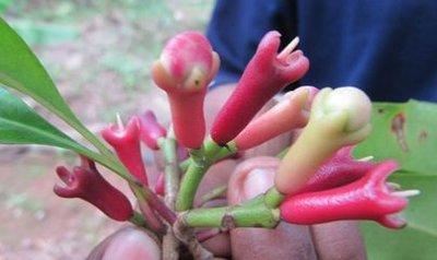 丁香，别名紫丁香，长江以北各庭园普遍栽培，花冠紫红色