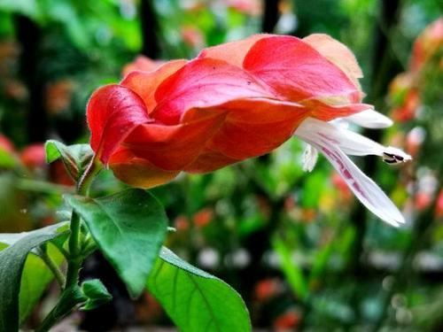 虾衣花花形奇特，花色多，学会嫩枝扦插的秘诀，拥有一座缤纷花园