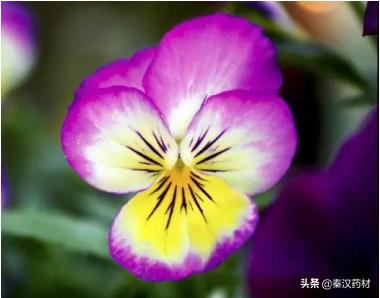 识花草：三色堇