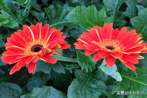 每日春花|扶郎花：更无柳絮倚风起，惟有扶郎向日倾