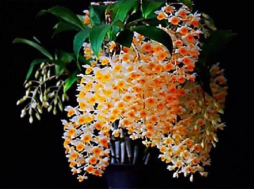 球花石斛～花姿优雅，花色鲜艳，玲珑可爱，气味芳香