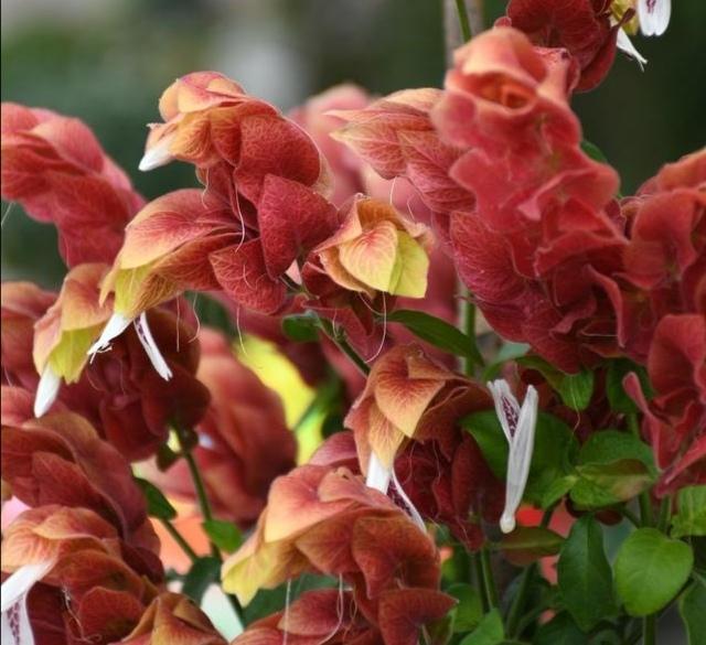 虾衣花花形奇特，花色多，学会嫩枝扦插的秘诀，拥有一座缤纷花园