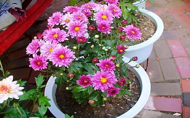 矮型四季菊～观赏花卉中的佳品