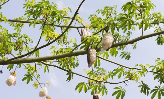 木棉纤维被誉为“植物软黄金”，花通常红色，有时橙红色