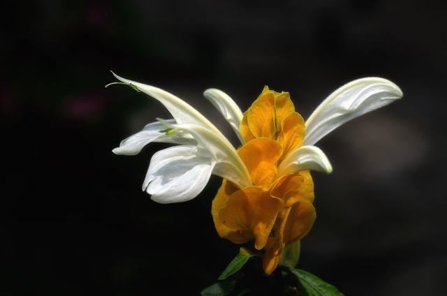 观赏花卉——金苞花