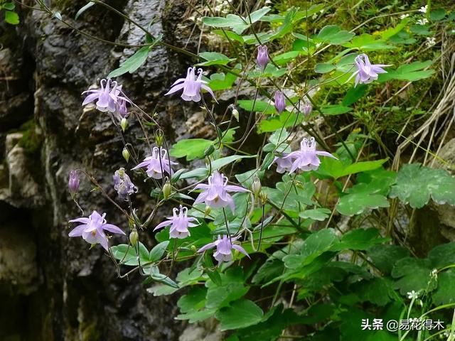 耧斗菜的鉴赏养护｜寻常巷陌，田野小草，娇艳不让名花