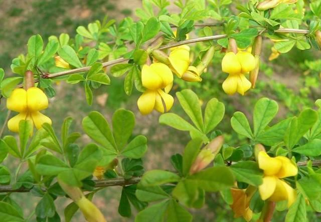 锦鸡儿又名金雀花，谦逊卑下幽雅整洁
