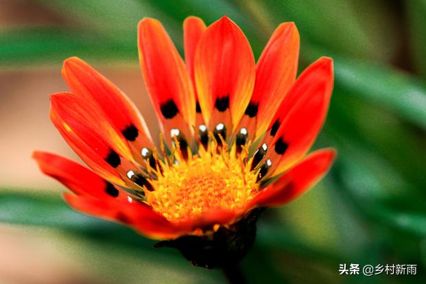 每日春花|扶郎花：更无柳絮倚风起，惟有扶郎向日倾