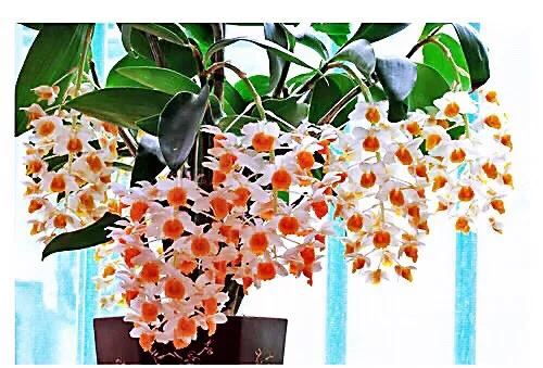 球花石斛～花姿优雅，花色鲜艳，玲珑可爱，气味芳香