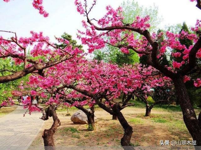 菊花桃，美成了仙