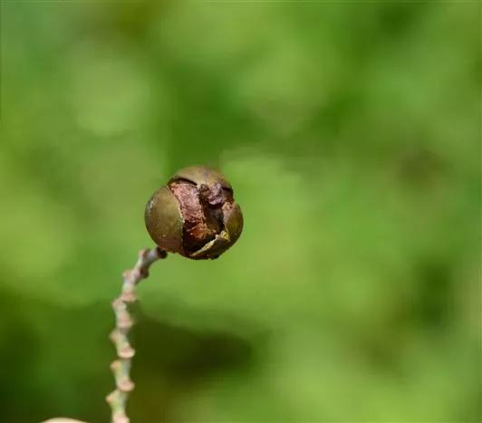 每日植物 | 再力花——素雅别致，水上天堂