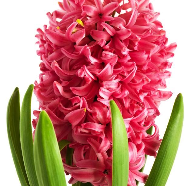 多年草本球根类植物，色彩丰富的风信子详情介绍