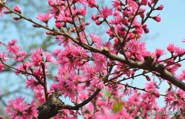 菊花桃，美成了仙