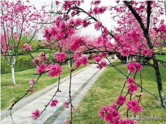 菊花桃，美成了仙