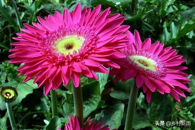 每日春花|扶郎花：更无柳絮倚风起，惟有扶郎向日倾