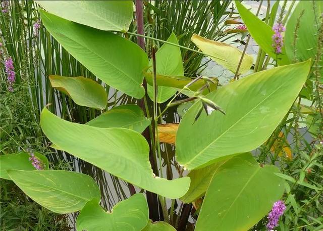 每日植物 | 再力花——素雅别致，水上天堂