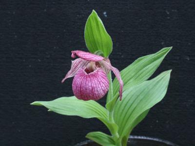 少见的花卉——杓兰