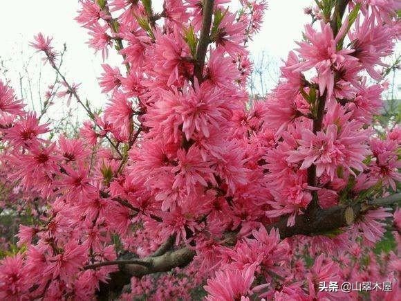 菊花桃，美成了仙