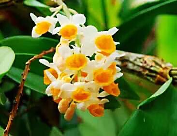 球花石斛～花姿优雅，花色鲜艳，玲珑可爱，气味芳香