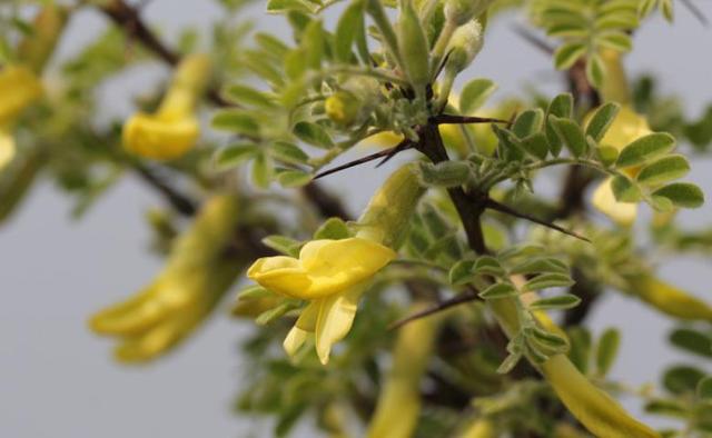 锦鸡儿又名金雀花，谦逊卑下幽雅整洁