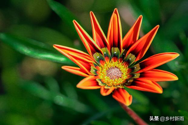 每日春花|扶郎花：更无柳絮倚风起，惟有扶郎向日倾