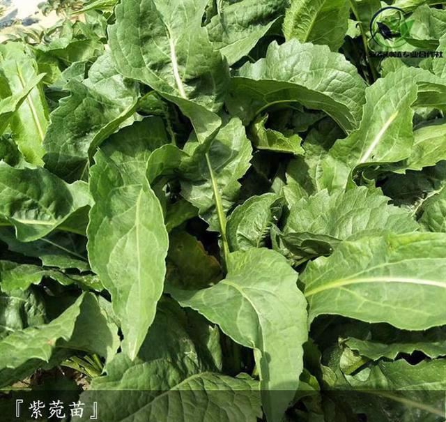 紫菀生于低山阴坡湿地、山顶和低山草地，花舌片蓝紫色