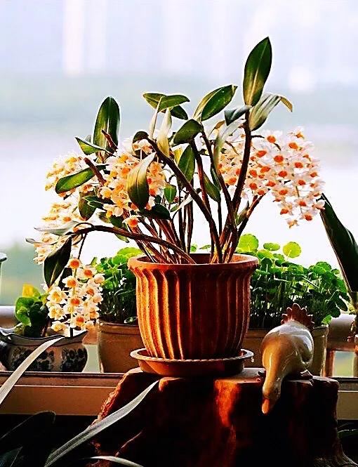 球花石斛～花姿优雅，花色鲜艳，玲珑可爱，气味芳香