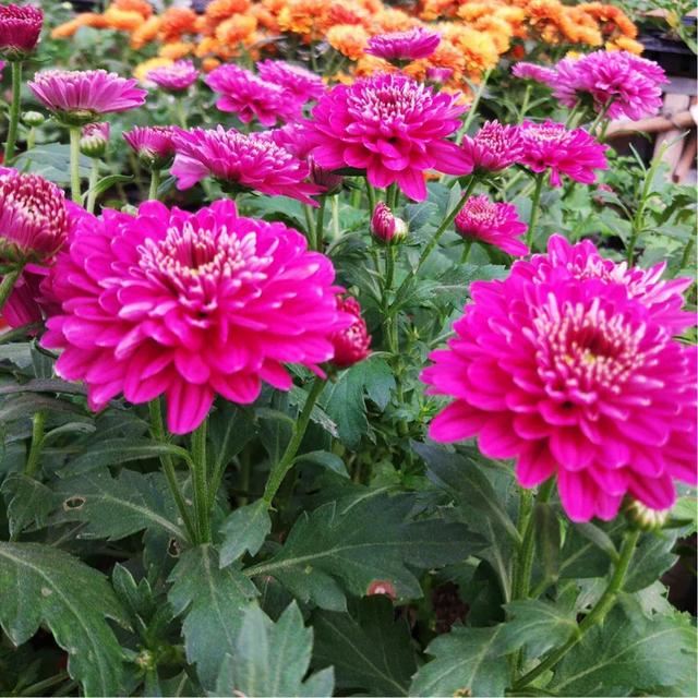 矮型四季菊～观赏花卉中的佳品