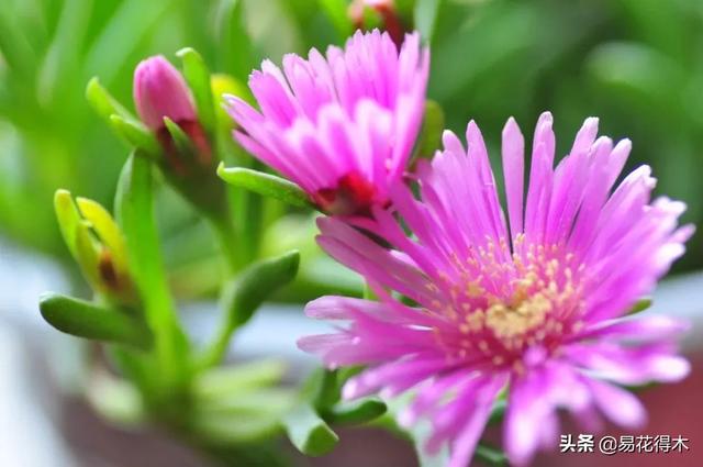 多肉植物｜松叶菊日中花的辨识鉴赏与养护浅谈